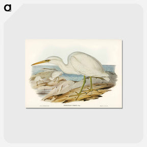 アートポストカード-White Reef Heron
 - オーストラリアの鳥 Postcard.