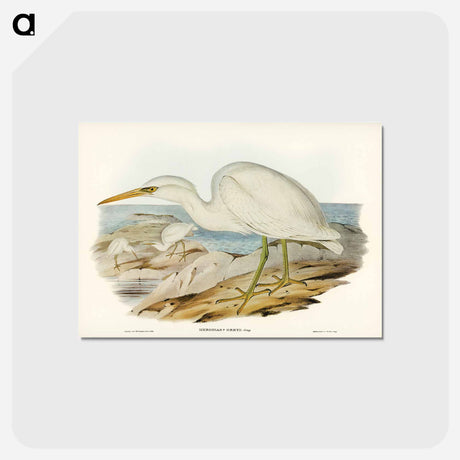 アートポストカード-White Reef Heron
 - オーストラリアの鳥 Postcard.