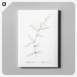 3-15_The-Lilies_canvas