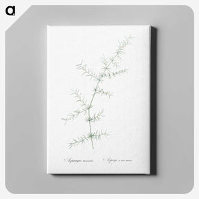 3-15_The-Lilies_canvas