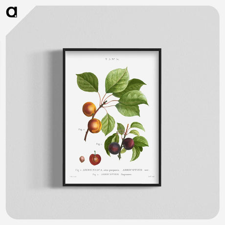 3-15_Treatise-on-Trees-and-Shrubs_blk-crop