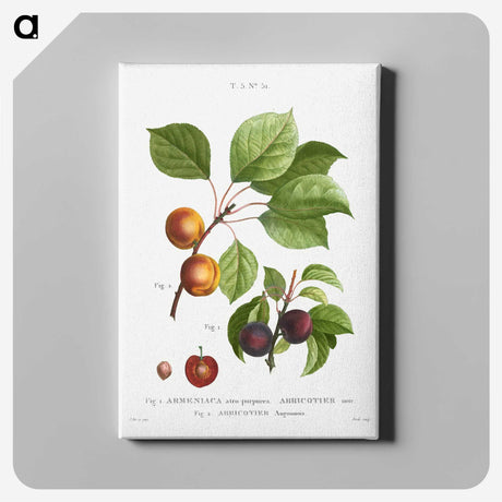 3-15_Treatise-on-Trees-and-Shrubs_canvas