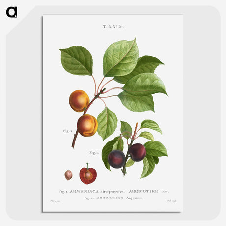 3-15_Treatise-on-Trees-and-Shrubs_picture-crop
