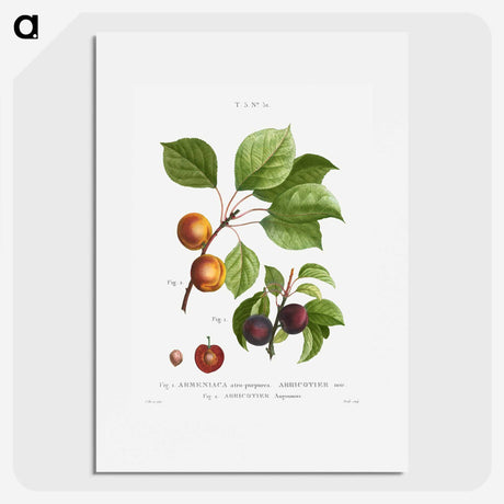 3-15_Treatise-on-Trees-and-Shrubs_picture