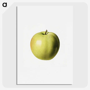 3-15_USDA-Watercolor-Fruit-Painting-Collection_picture