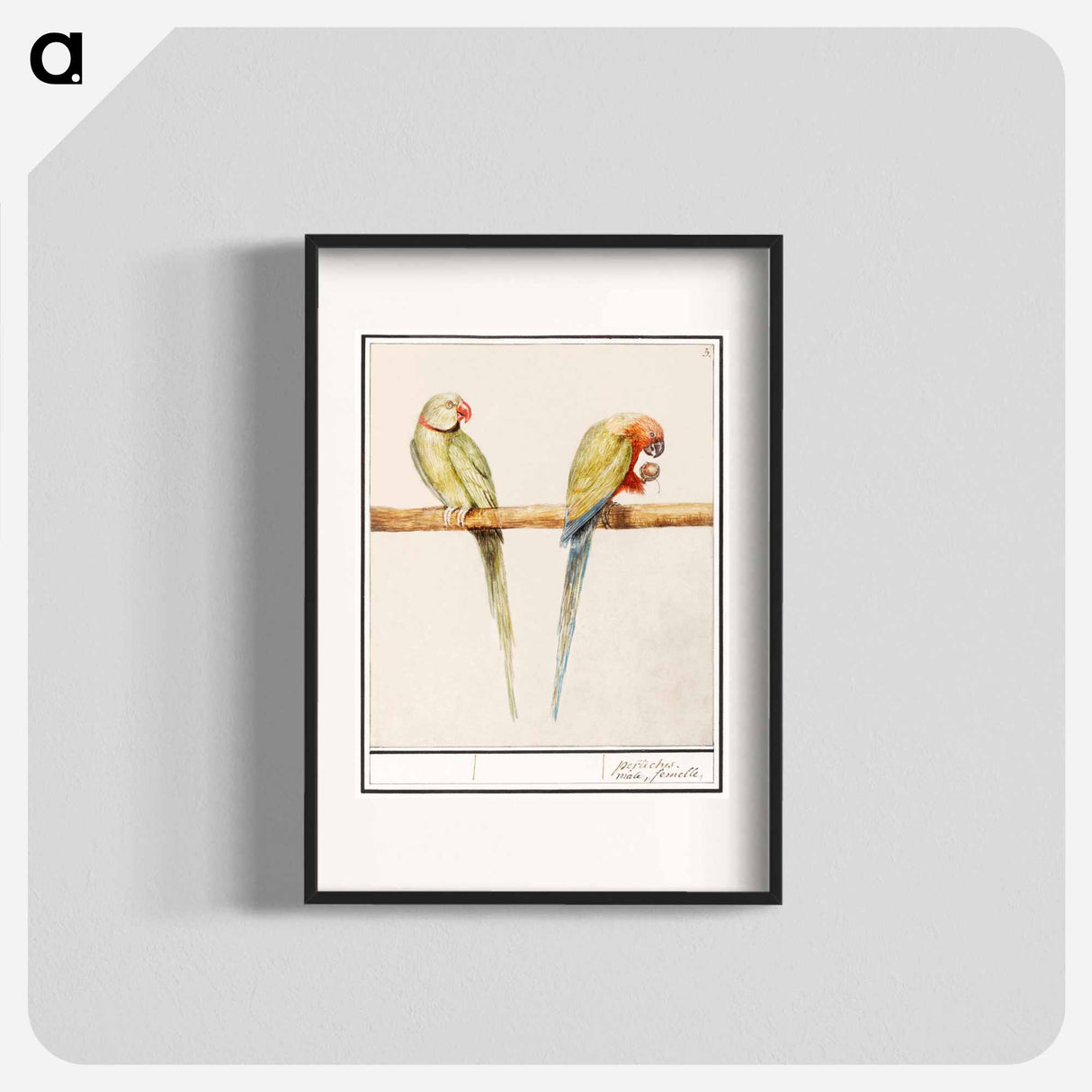 Alexandrine parakeet and red-breasted parakeet - アンセルムス ボエティウス デ ブート Poster.
