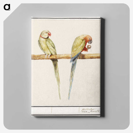 3-16_Anselmus-Boetius-de-Boodt_canvas
