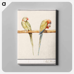 アートパネル-Alexandrine parakeet and red-breasted parakeet - アンセルムス ボエティウス デ ブート Canvas.