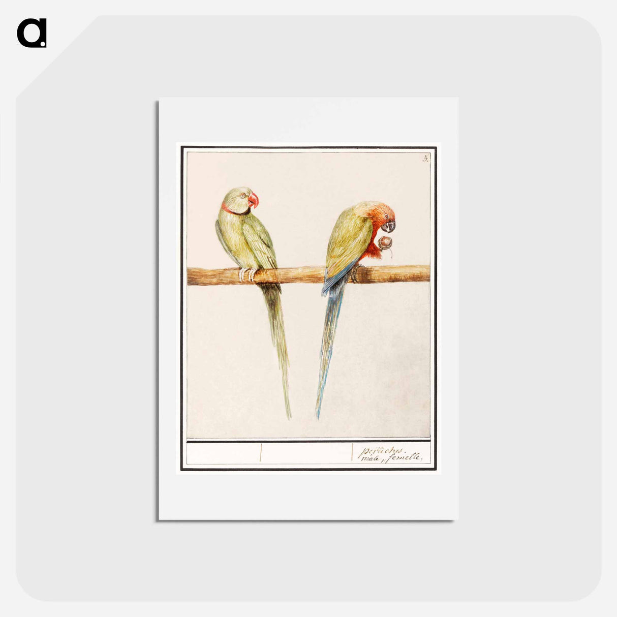 アートポストカード-Alexandrine parakeet and red-breasted parakeet - アンセルムス ボエティウス デ ブート Postcard.