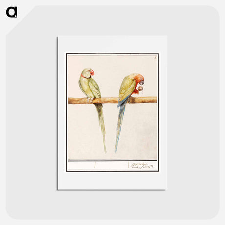 アートポストカード-Alexandrine parakeet and red-breasted parakeet - アンセルムス ボエティウス デ ブート Postcard.