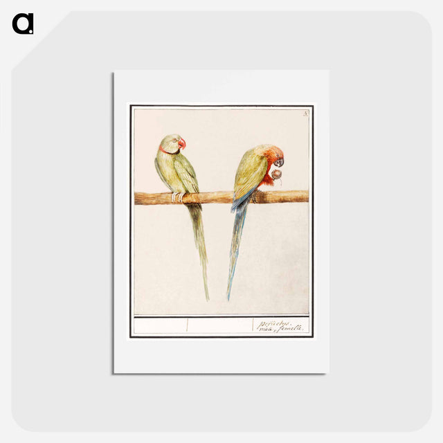 アートポストカード-Alexandrine parakeet and red-breasted parakeet - アンセルムス ボエティウス デ ブート Postcard.