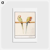 Alexandrine parakeet and red-breasted parakeet - アンセルムス ボエティウス デ ブート Postcard.