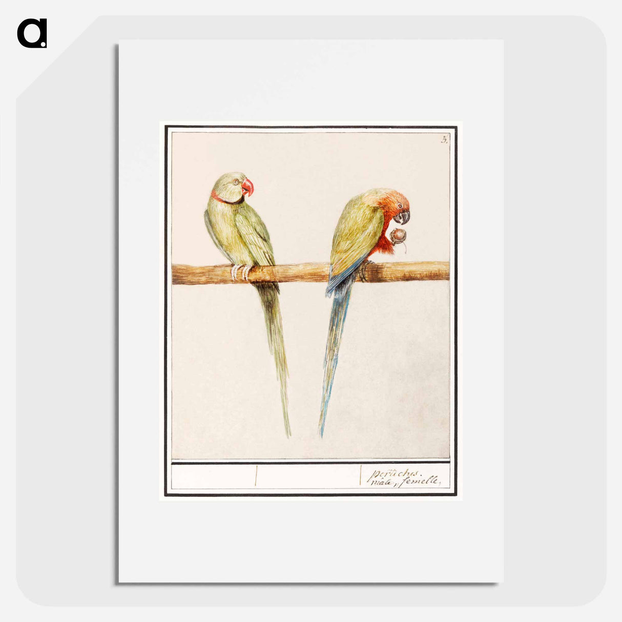 Alexandrine parakeet and red-breasted parakeet - アンセルムス ボエティウス デ ブート Poster.