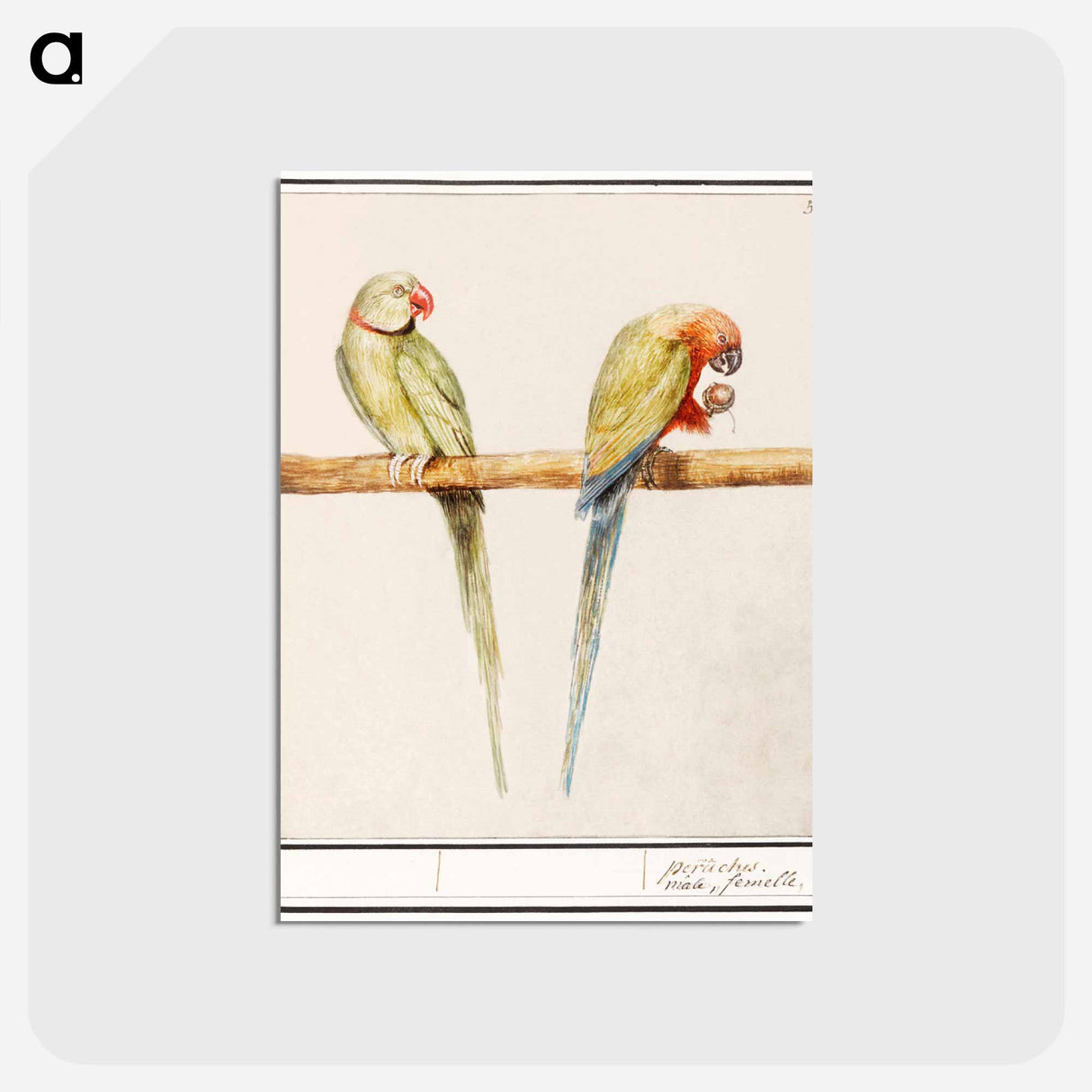 アートポストカード-Alexandrine parakeet and red-breasted parakeet - アンセルムス ボエティウス デ ブート Postcard.