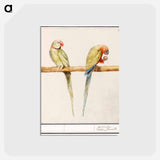 アートポストカード-Alexandrine parakeet and red-breasted parakeet - アンセルムス ボエティウス デ ブート Postcard.