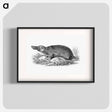 アートポスター-Duck-billed Platypus
 - 大英図書館 Poster.