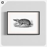 アートポスター-Duck-billed Platypus
 - 大英図書館 Poster.