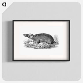アートポスター-Duck-billed Platypus
 - 大英図書館 Poster.