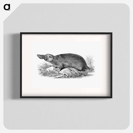 アートポスター-Duck-billed Platypus
 - 大英図書館 Poster.