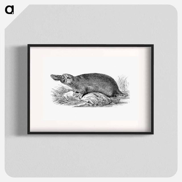 アートポスター-Duck-billed Platypus
 - 大英図書館 Poster.