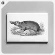 アートパネル-Duck-billed Platypus
 - 大英図書館 Canvas.