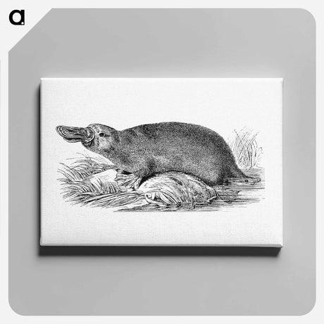 アートパネル-Duck-billed Platypus
 - 大英図書館 Canvas.