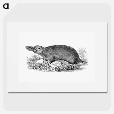 アートポスター-Duck-billed Platypus
 - 大英図書館 Poster.