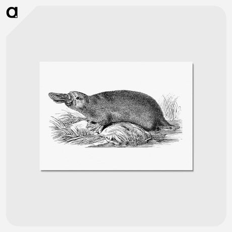 アートポストカード-Duck-billed Platypus
 - 大英図書館 Postcard.