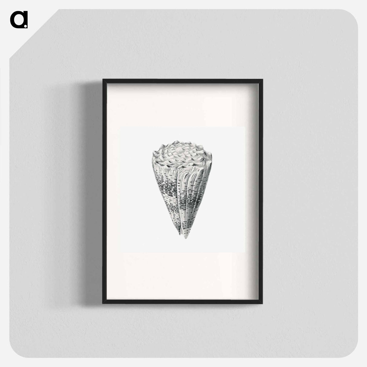 Vintage shell marine life illustration - エルンスト ヘッケル Poster.