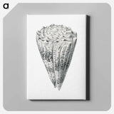 Vintage shell marine life illustration - エルンスト ヘッケル Canvas.