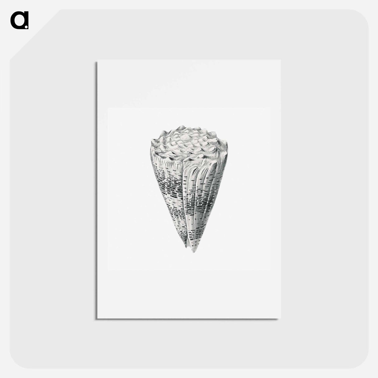 アートポストカード-Vintage shell marine life illustration - エルンスト ヘッケル Postcard.