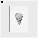 アートポストカード-Vintage shell marine life illustration - エルンスト ヘッケル Postcard.
