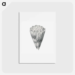 アートポストカード-Vintage shell marine life illustration - エルンスト ヘッケル Postcard.