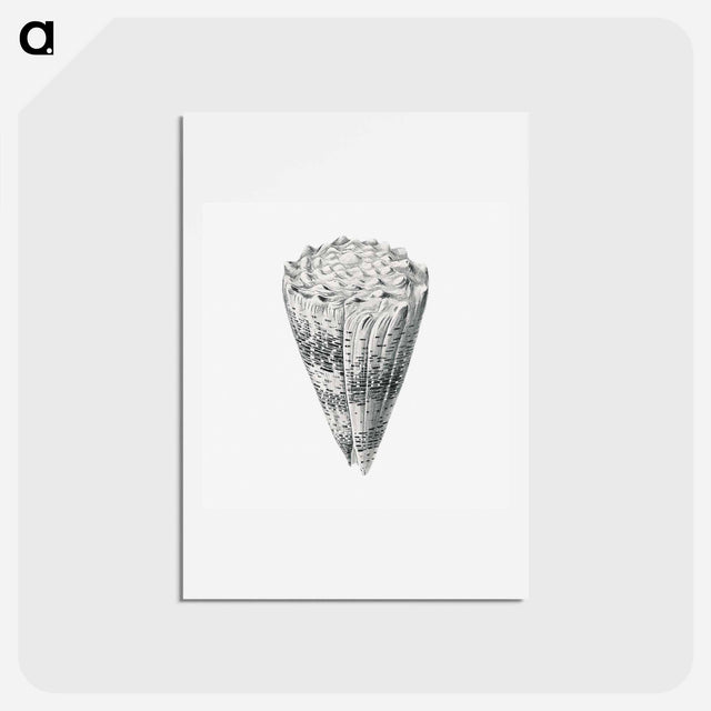 アートポストカード-Vintage shell marine life illustration - エルンスト ヘッケル Postcard.