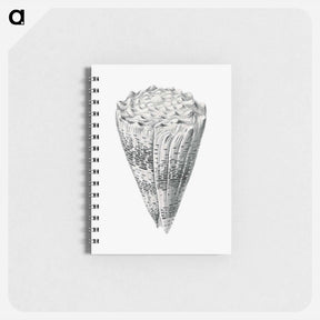 アートメモ帳-Vintage shell marine life illustration - エルンスト ヘッケル Memo.