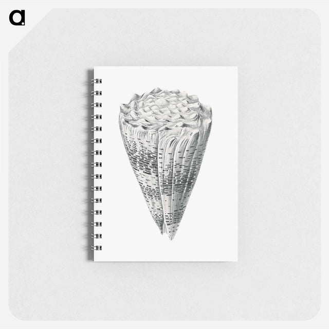 アートメモ帳-Vintage shell marine life illustration - エルンスト ヘッケル Memo.