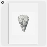 3-16_Ernst-Haeckel_picture