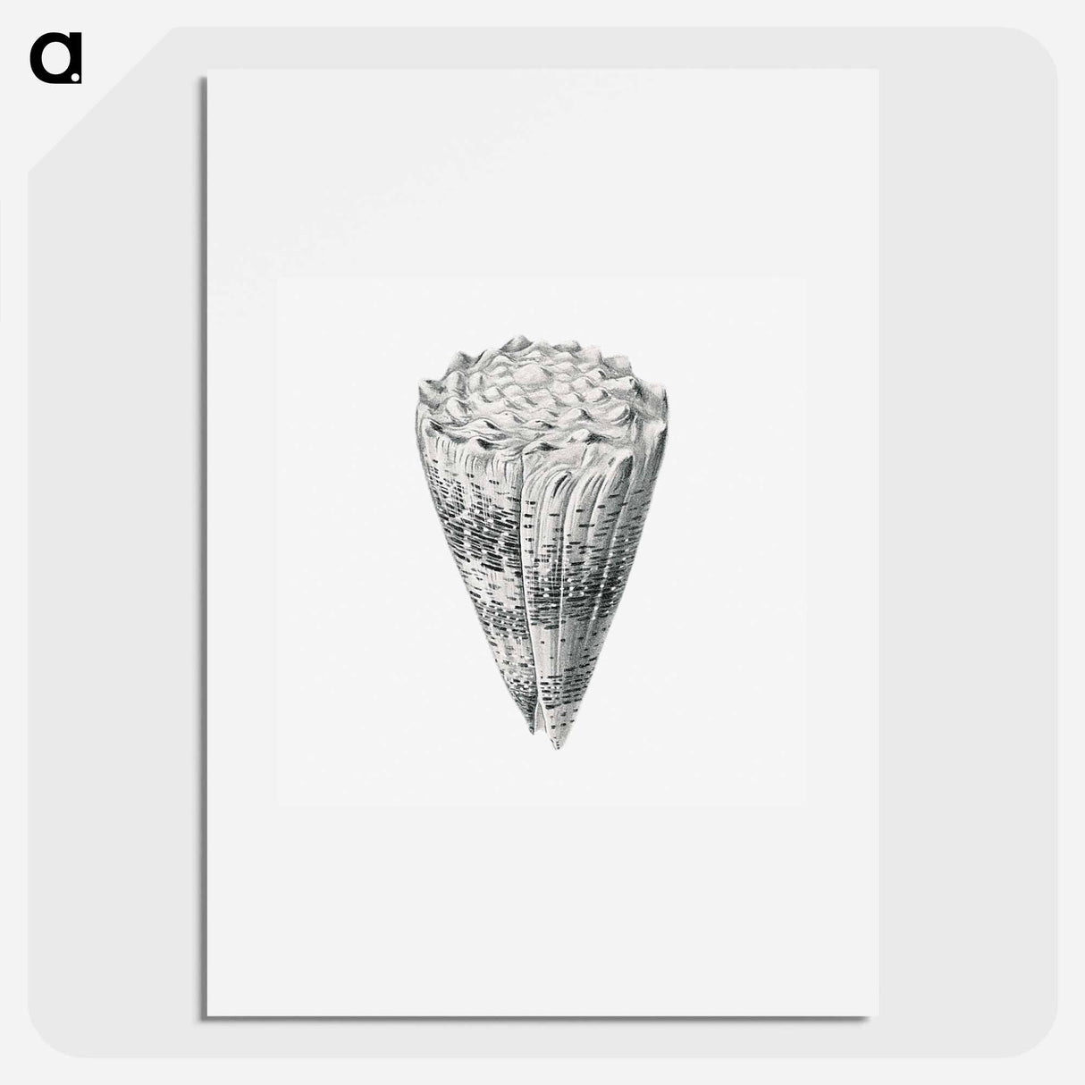 Vintage shell marine life illustration - エルンスト ヘッケル Poster.