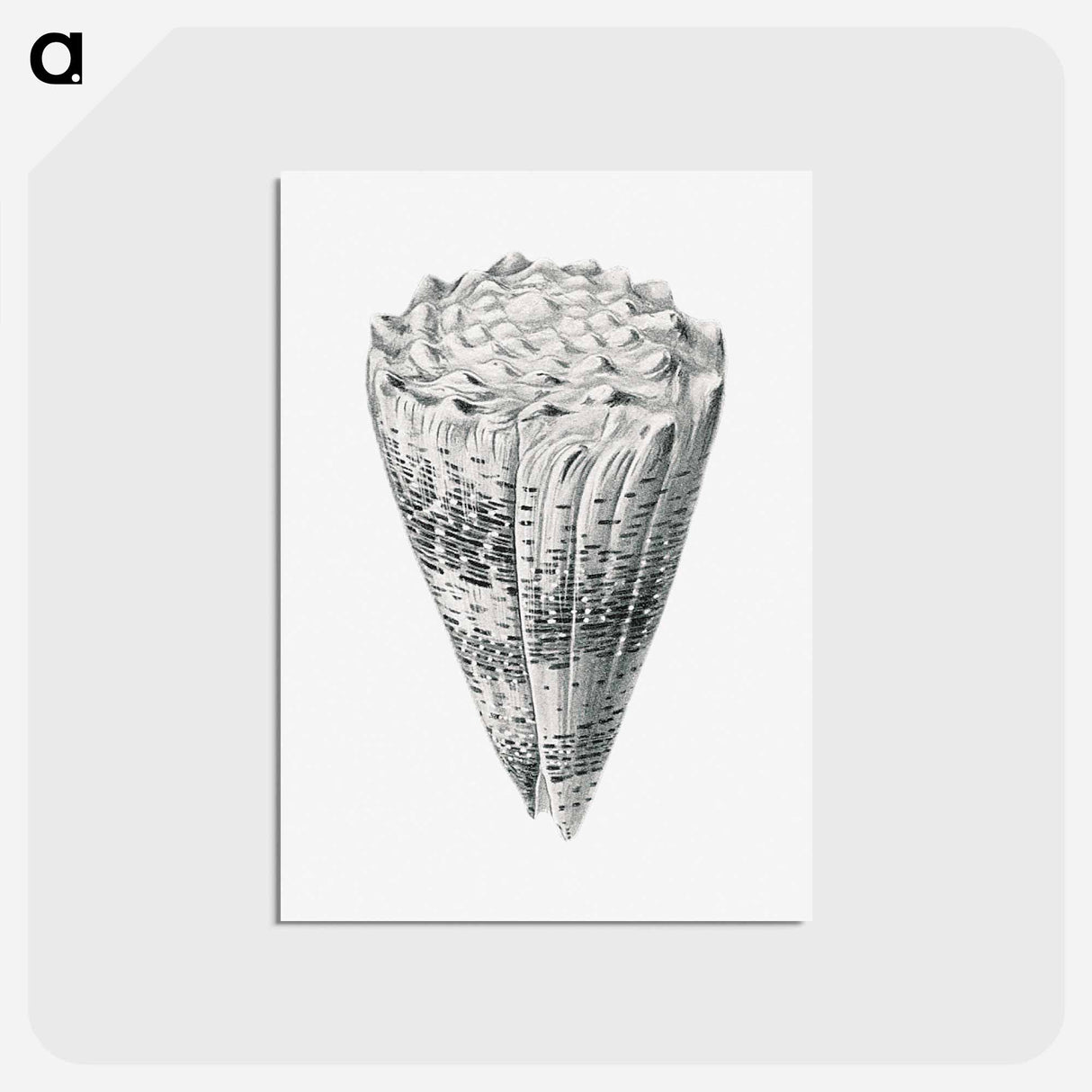 アートポストカード-Vintage shell marine life illustration - エルンスト ヘッケル Postcard.
