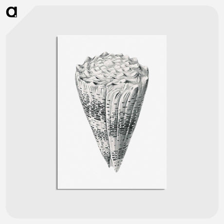 アートポストカード-Vintage shell marine life illustration - エルンスト ヘッケル Postcard.
