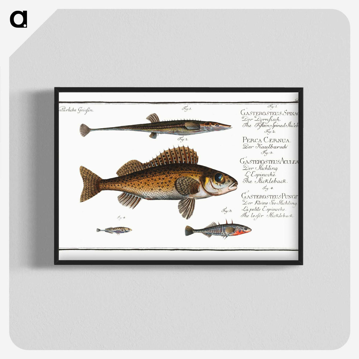 3-16_Ichtyologie-ou-Histoire-naturelle_blk-crop