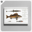 3-16_Ichtyologie-ou-Histoire-naturelle_canvas