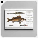 3-16_Ichtyologie-ou-Histoire-naturelle_canvas
