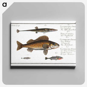 3-16_Ichtyologie-ou-Histoire-naturelle_canvas