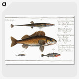 3-16_Ichtyologie-ou-Histoire-naturelle_picture-crop