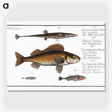 3-16_Ichtyologie-ou-Histoire-naturelle_picture-crop