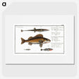 3-16_Ichtyologie-ou-Histoire-naturelle_picture