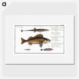 3-16_Ichtyologie-ou-Histoire-naturelle_picture