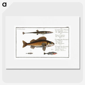 3-16_Ichtyologie-ou-Histoire-naturelle_picture