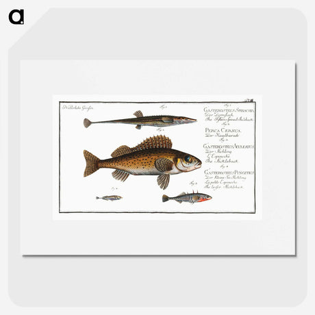 3-16_Ichtyologie-ou-Histoire-naturelle_picture
